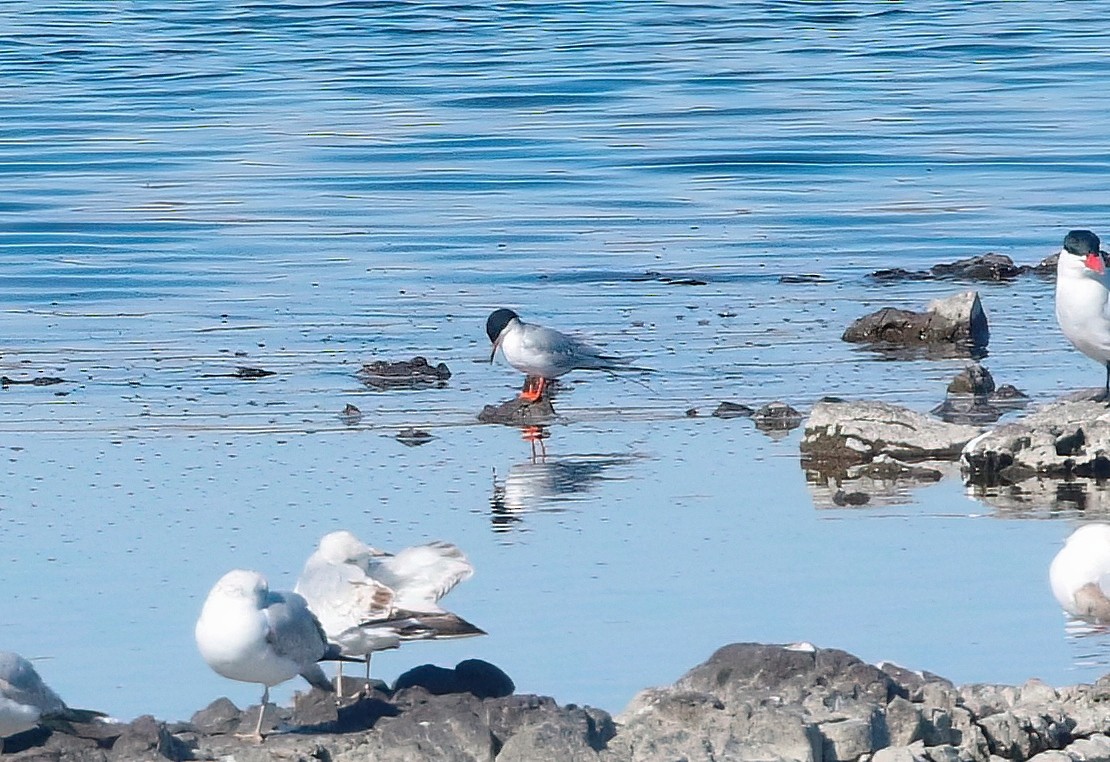 Forster's Tern - ML562977071