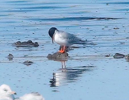 Forster's Tern - ML562977291