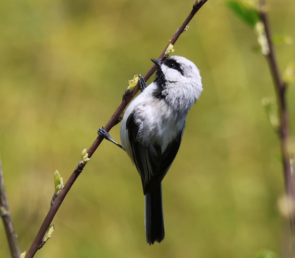 chickadee sp. - JOSHUA KRIESBERG