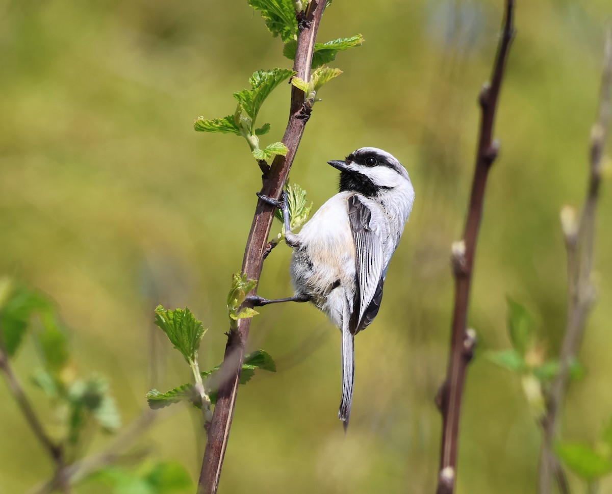 chickadee sp. - ML562977611