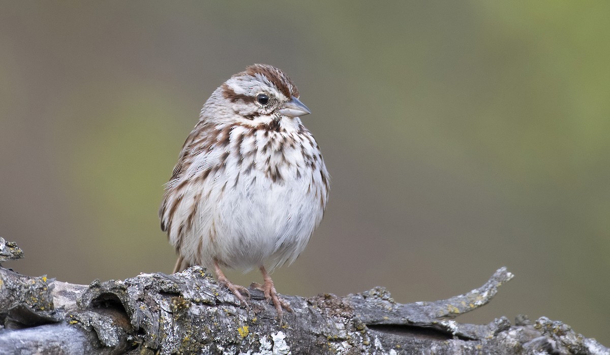 Song Sparrow - ML562978791