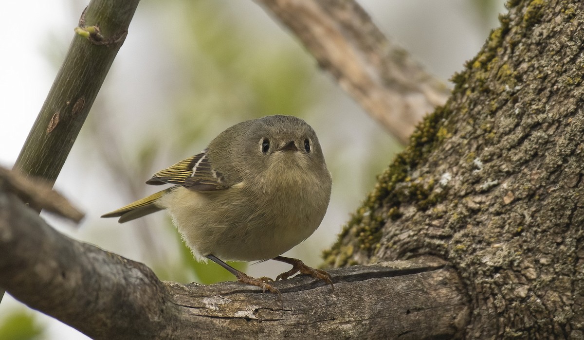 Ruby-crowned Kinglet - ML562979011