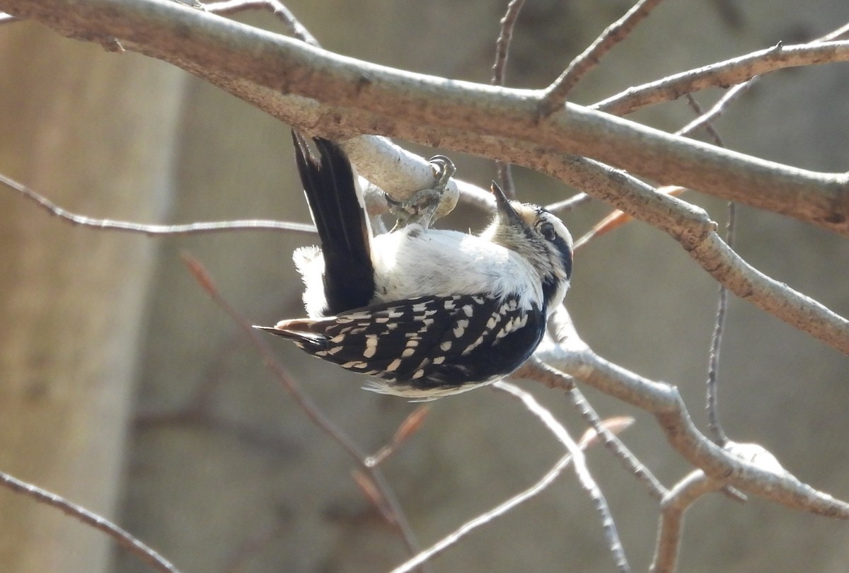 Downy Woodpecker - ML562980121