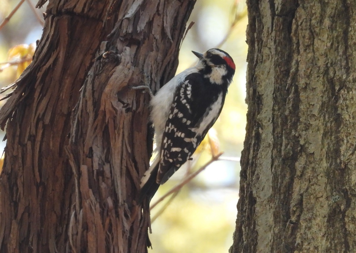 Downy Woodpecker - ML562980131