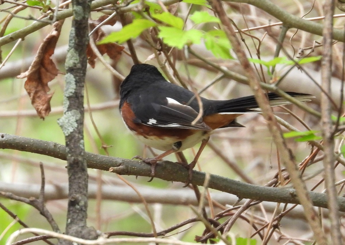 Eastern Towhee - ML562980211