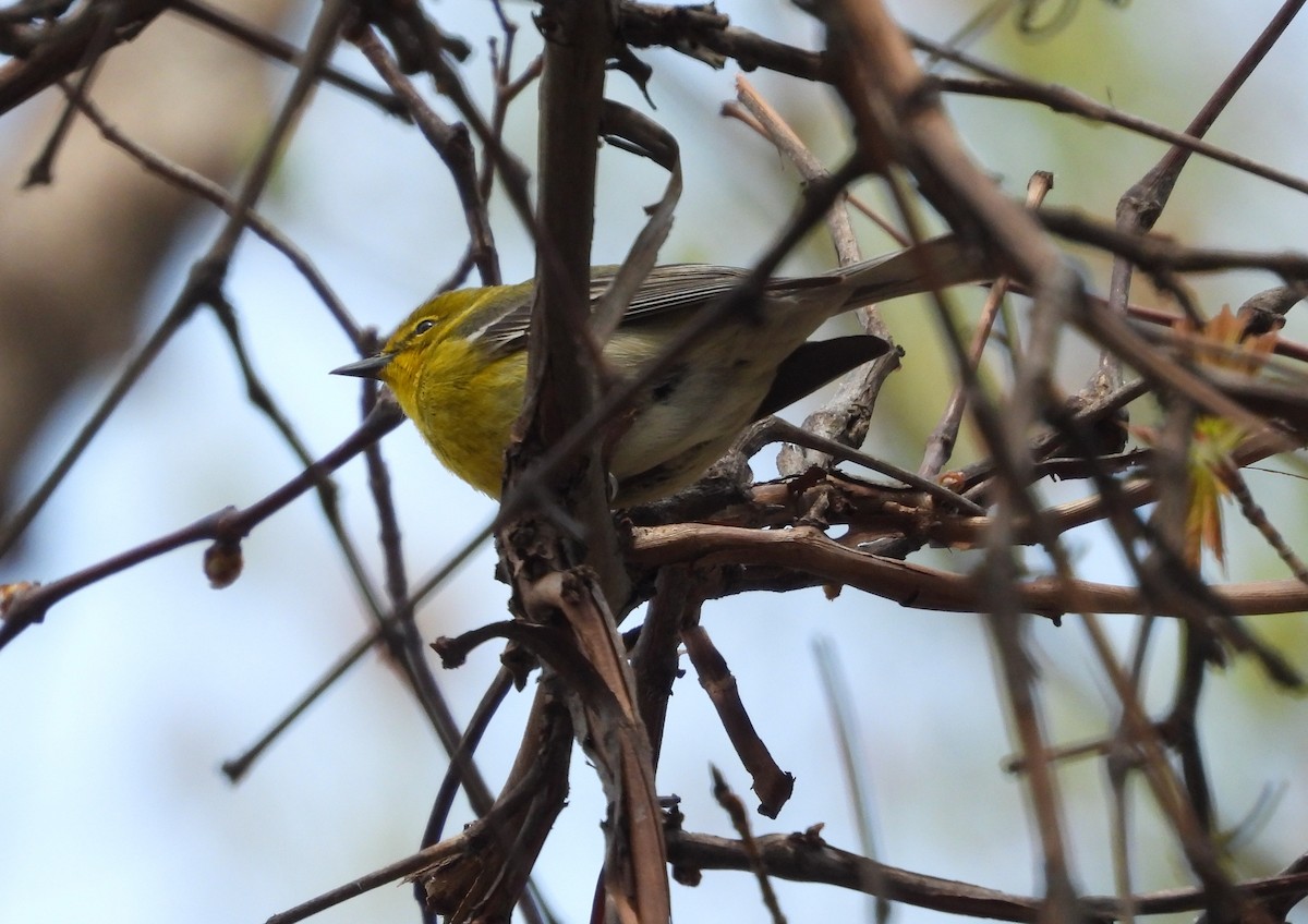 Pine Warbler - ML562980271