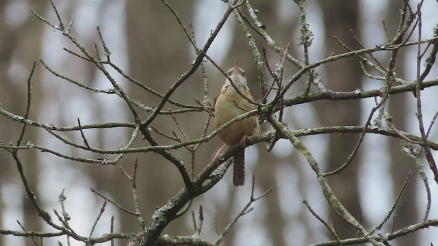 Carolina Wren - ML562981131