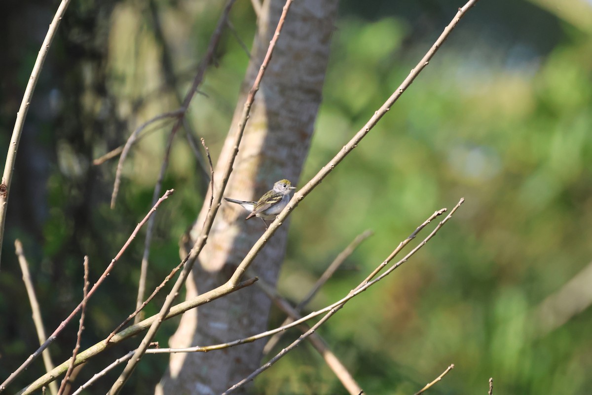 Chestnut-sided Warbler - fernando romo