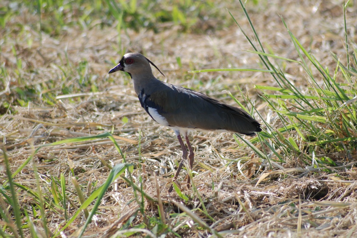 Southern Lapwing - Licinio Garrido Hoyos