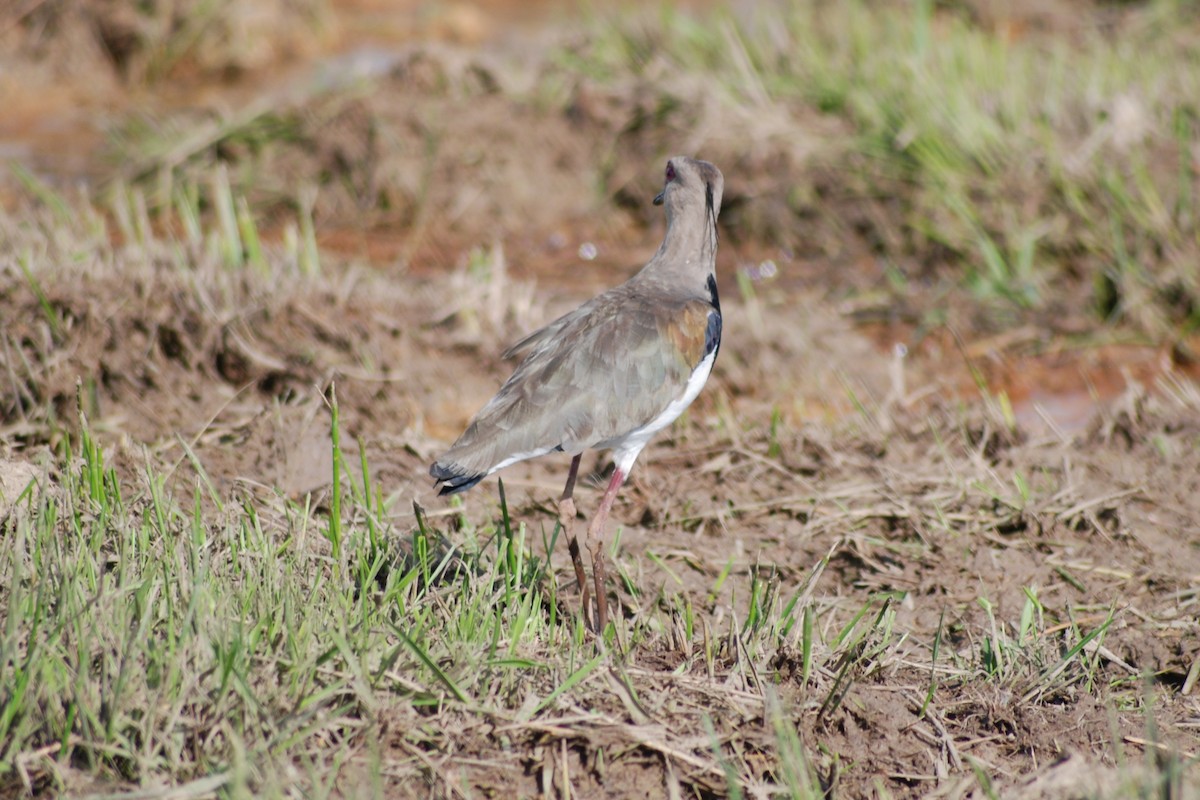 Southern Lapwing - ML562981531