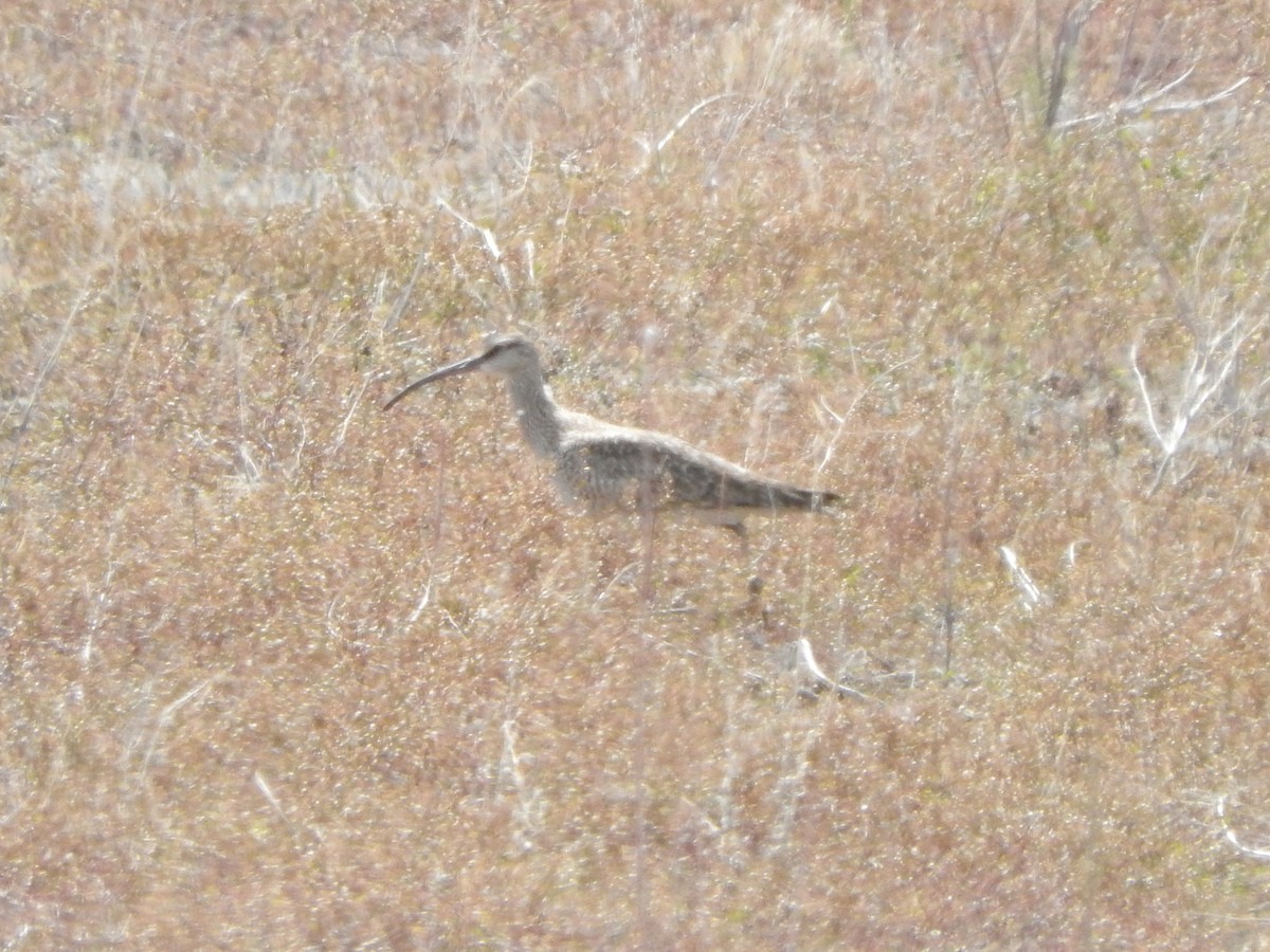 Whimbrel - Connie Misket