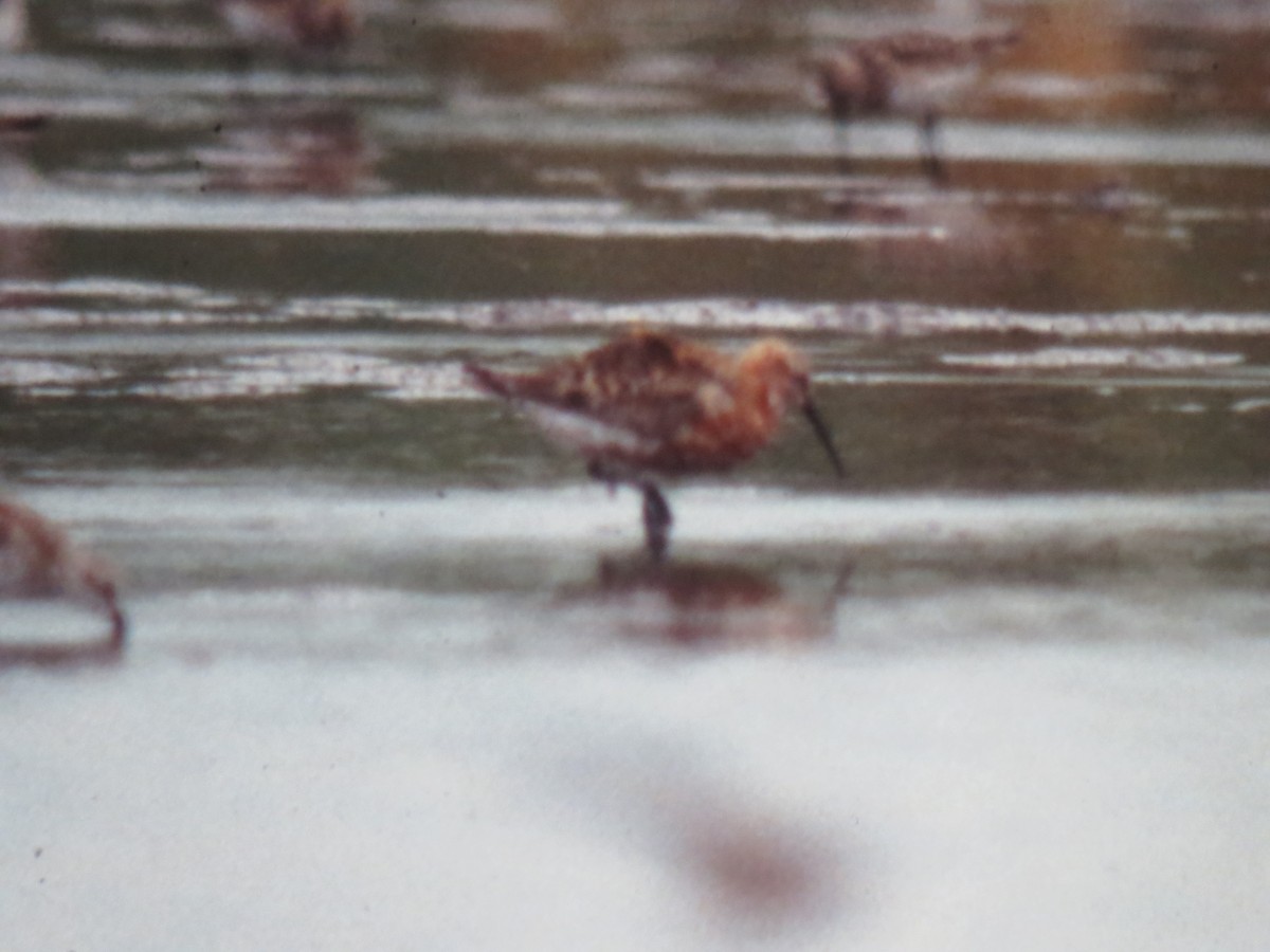 Curlew Sandpiper - ML56298241