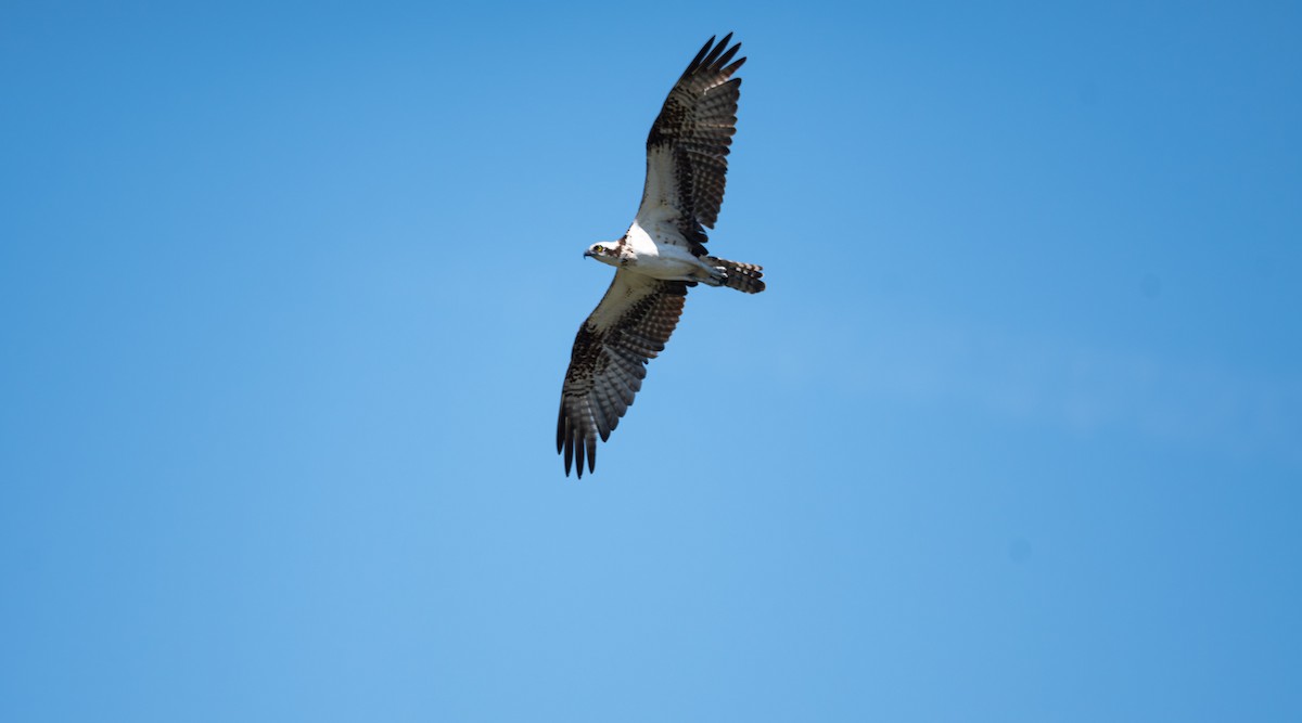 Osprey (American) - ML562983161