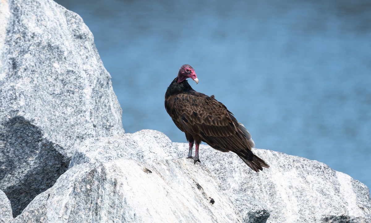 Turkey Vulture - ML562983181