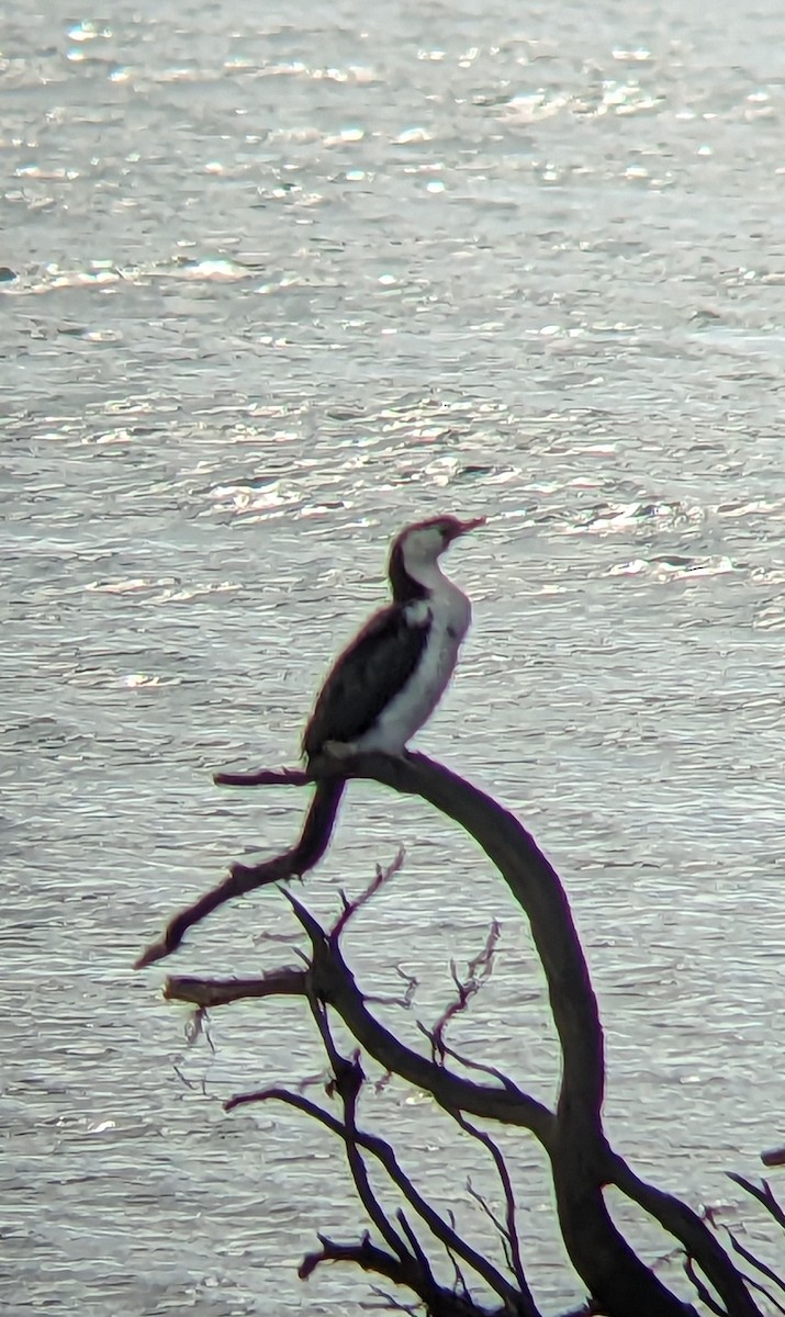 Little Pied Cormorant - ML562983441