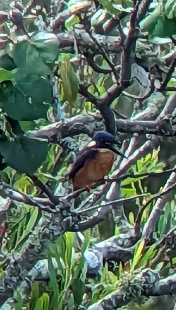 Azure Kingfisher - ML562983461