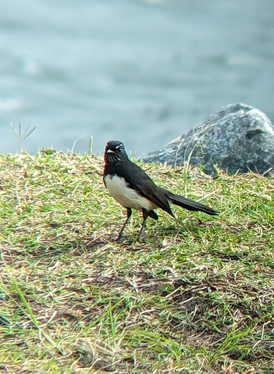 Willie-wagtail - ML562983501