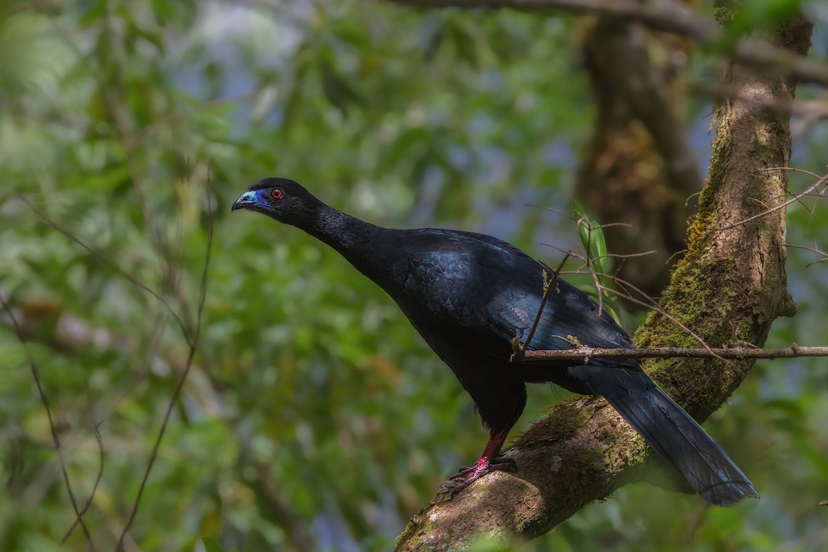 Schwarzguan - ML562984181