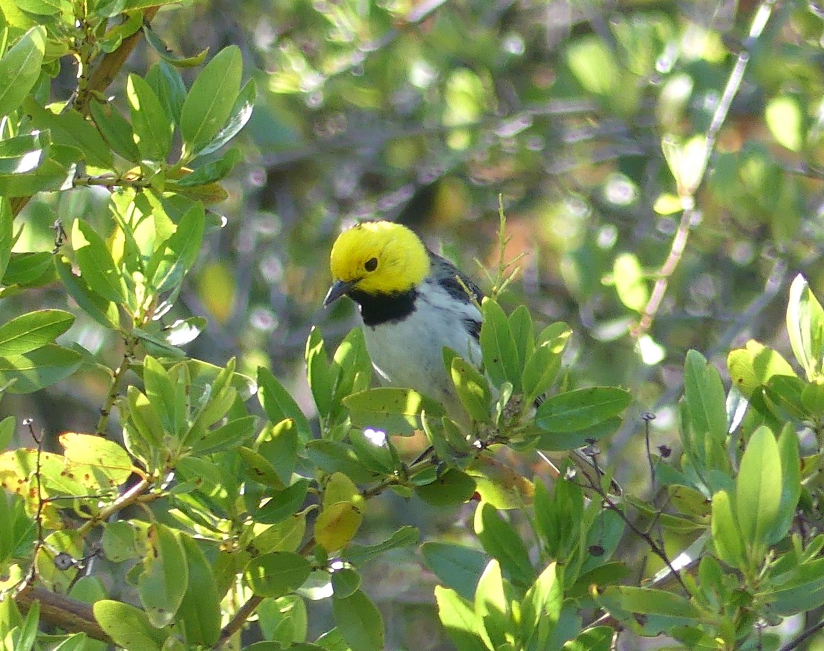 Hermit Warbler - ML562984551