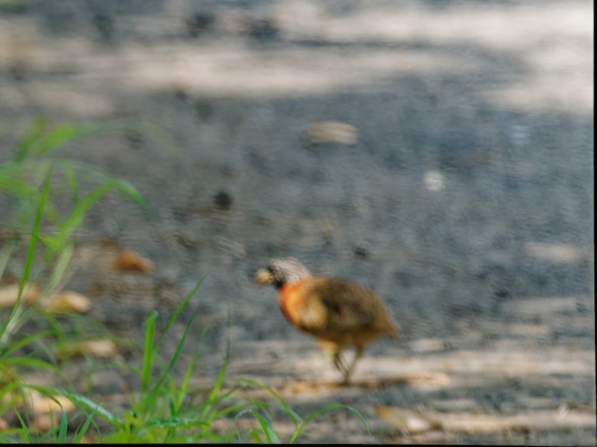 Spotted Buttonquail - ML562984941