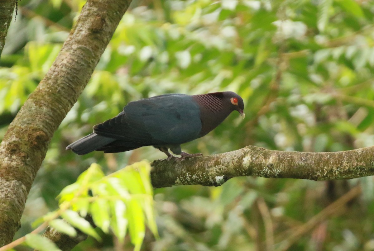 Scaly-naped Pigeon - ML562986141