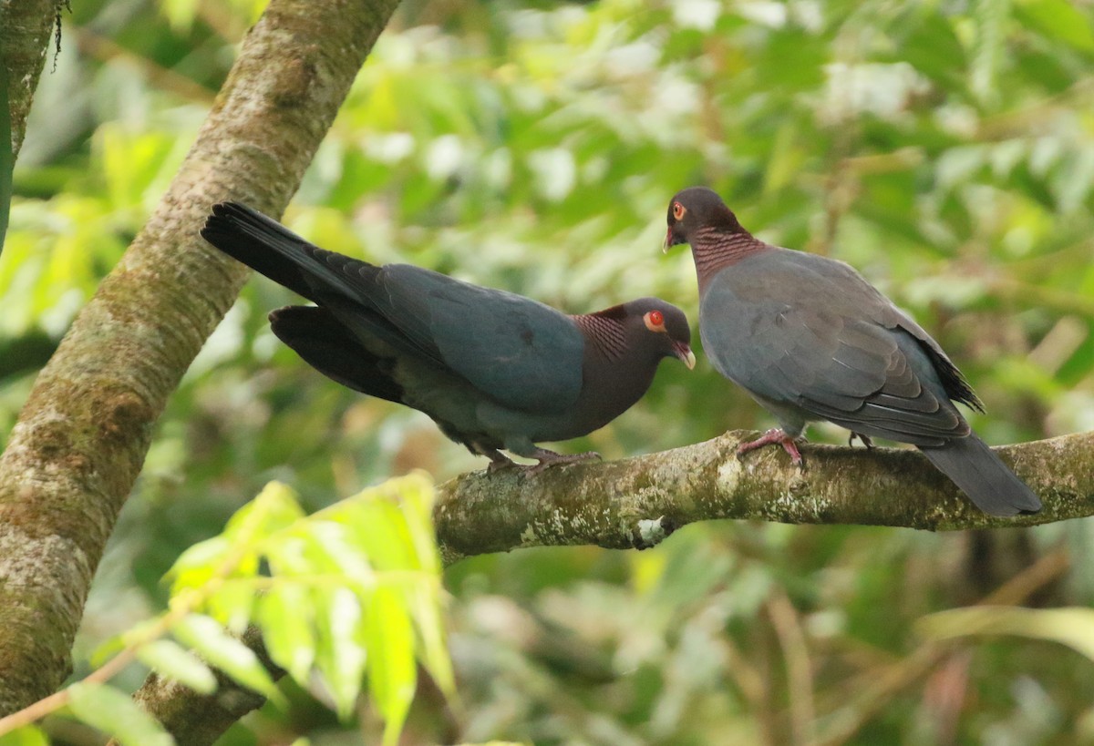 Scaly-naped Pigeon - ML562986151