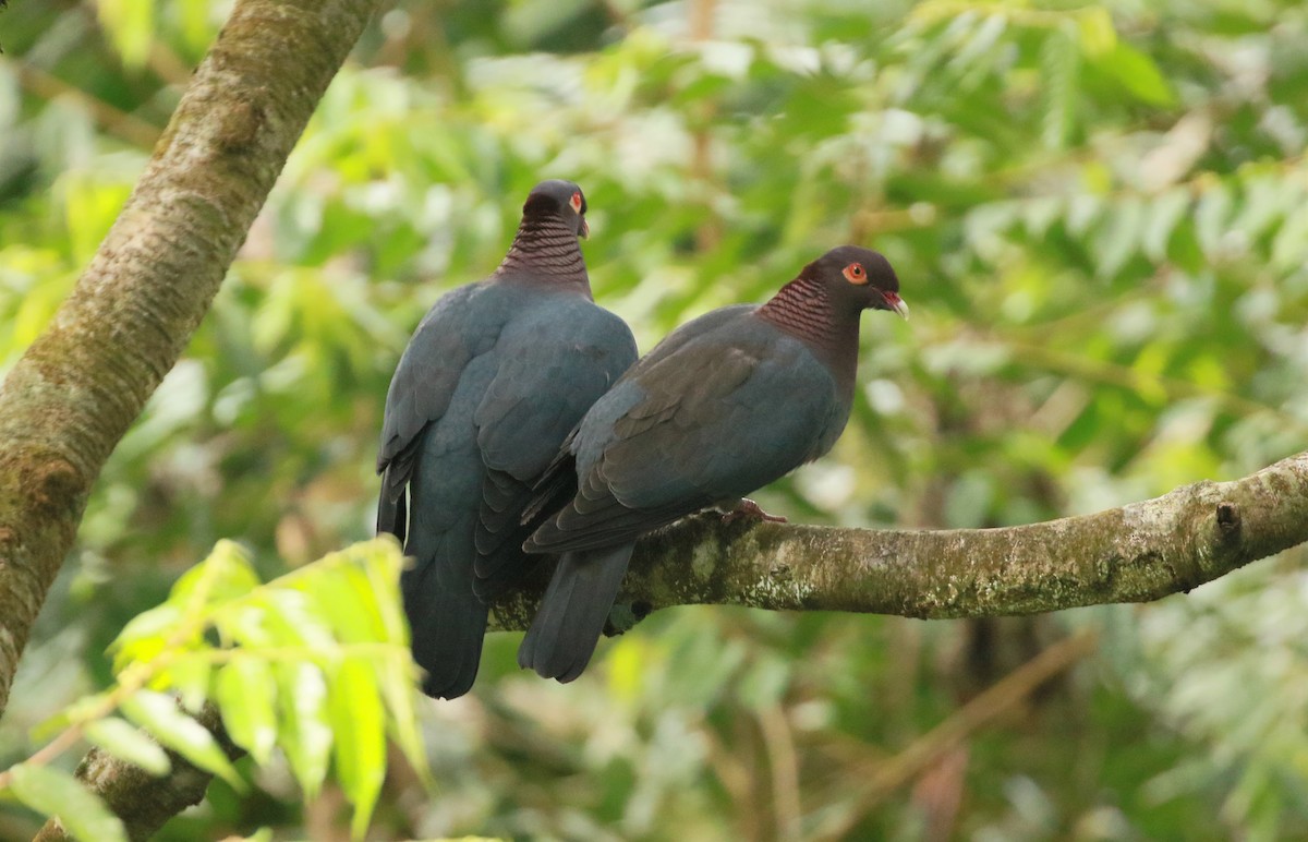 Scaly-naped Pigeon - ML562986171