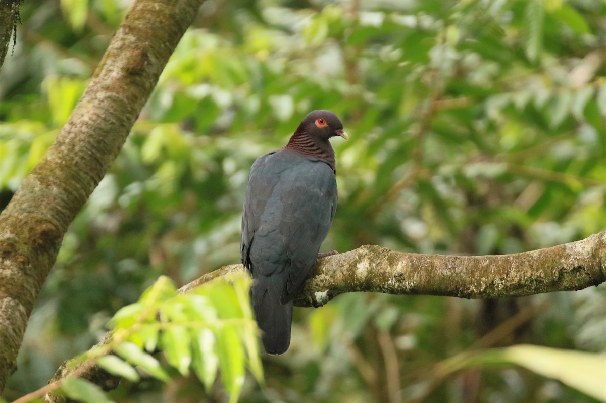 Scaly-naped Pigeon - ML562986181