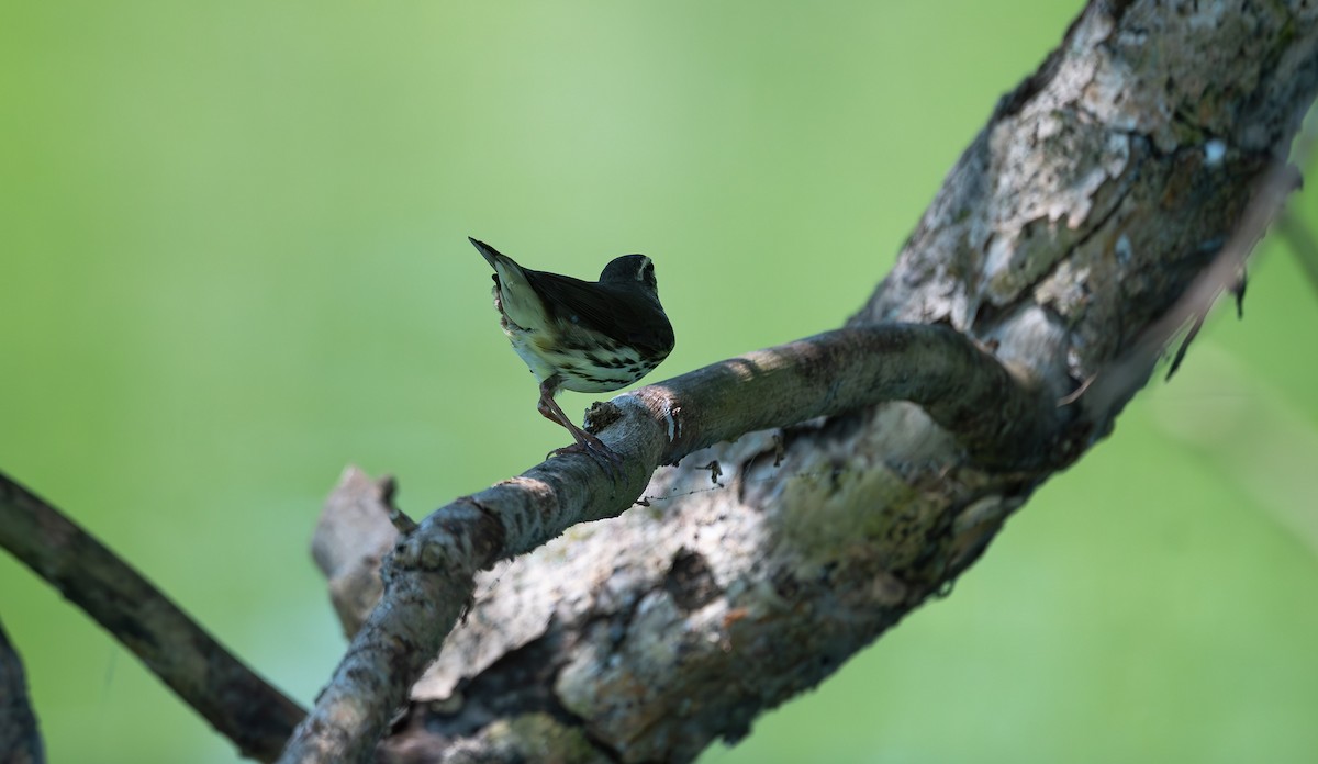 Northern Waterthrush - ML562986911