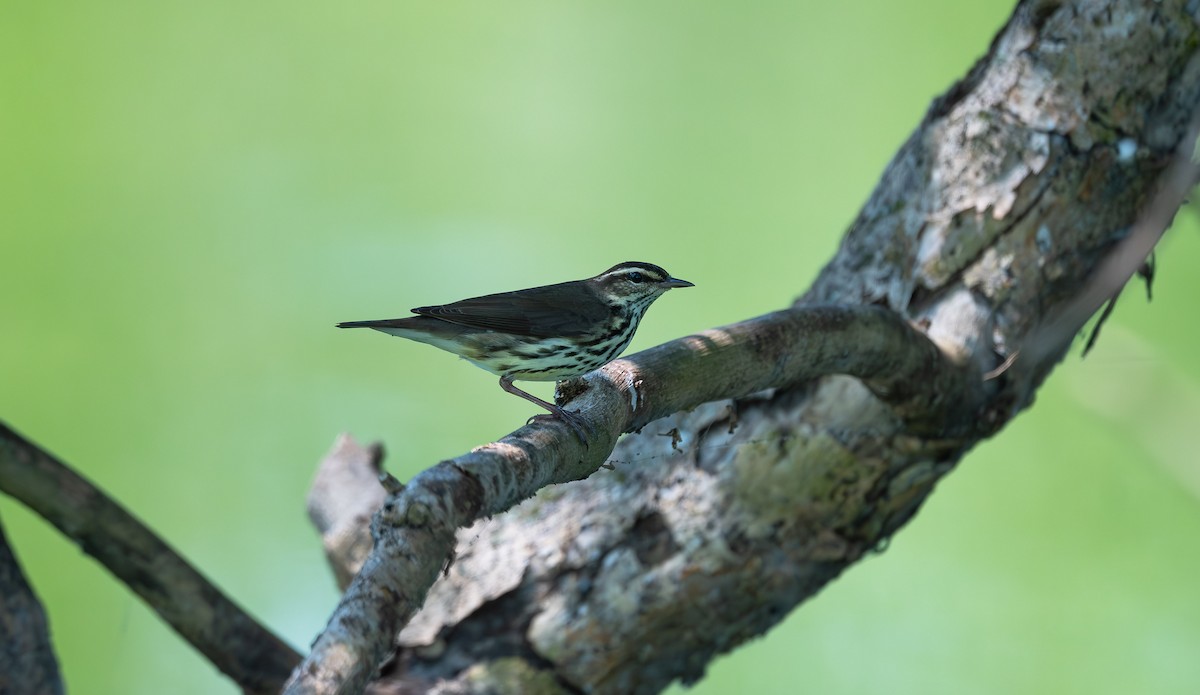 Northern Waterthrush - ML562986921