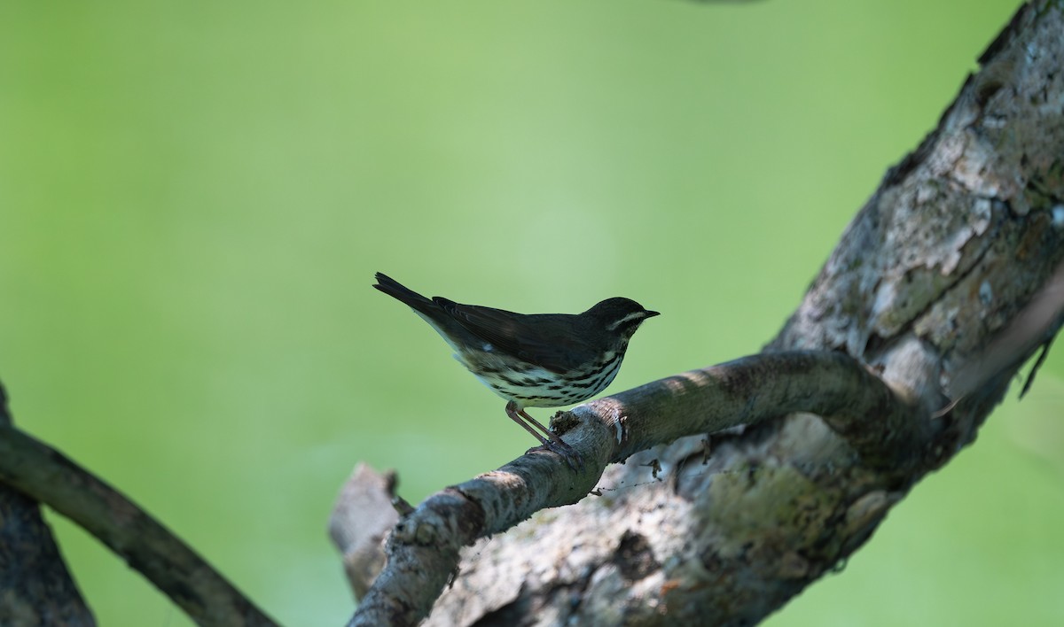 Northern Waterthrush - ML562986931