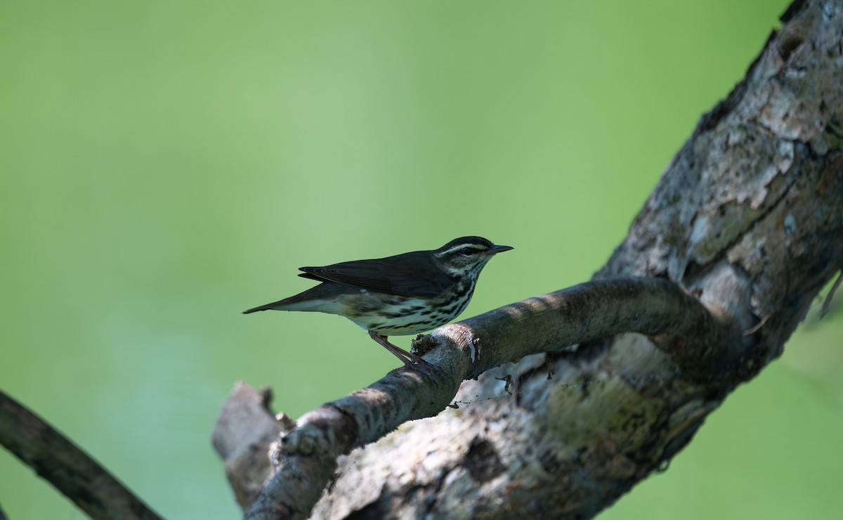 Northern Waterthrush - ML562986941