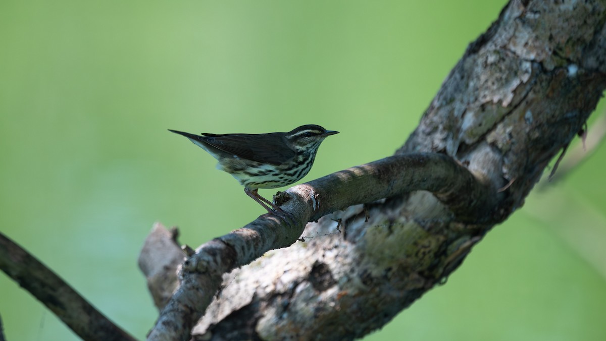 Northern Waterthrush - ML562986961
