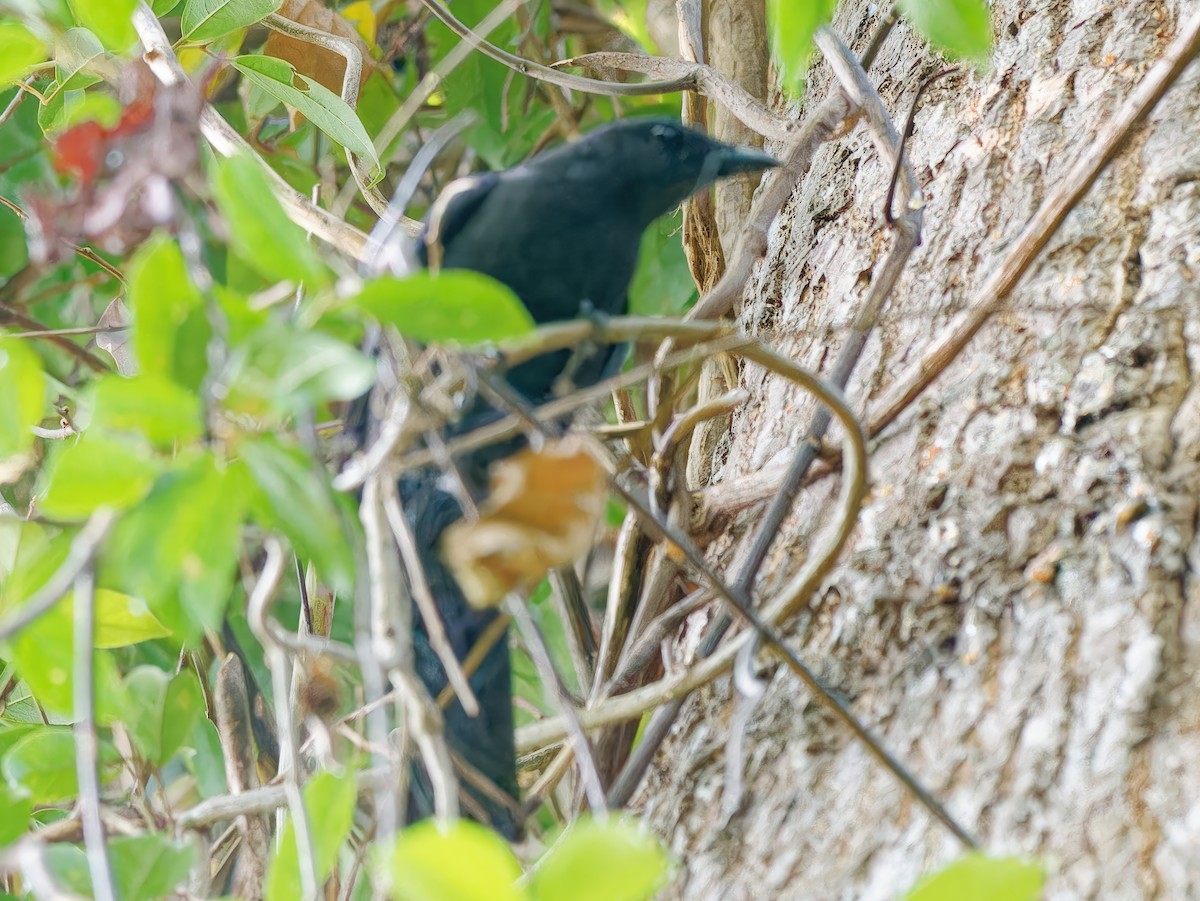 Blackish Cuckooshrike - ML562987471