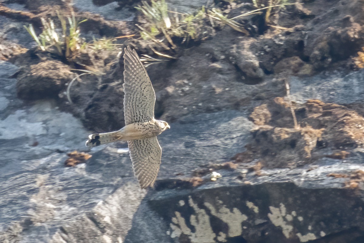 Eurasian Kestrel - ML562988321