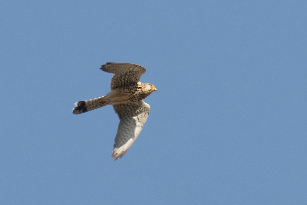 Eurasian Kestrel - ML562988841