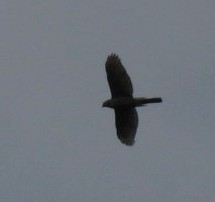 Cooper's Hawk - ML562988861