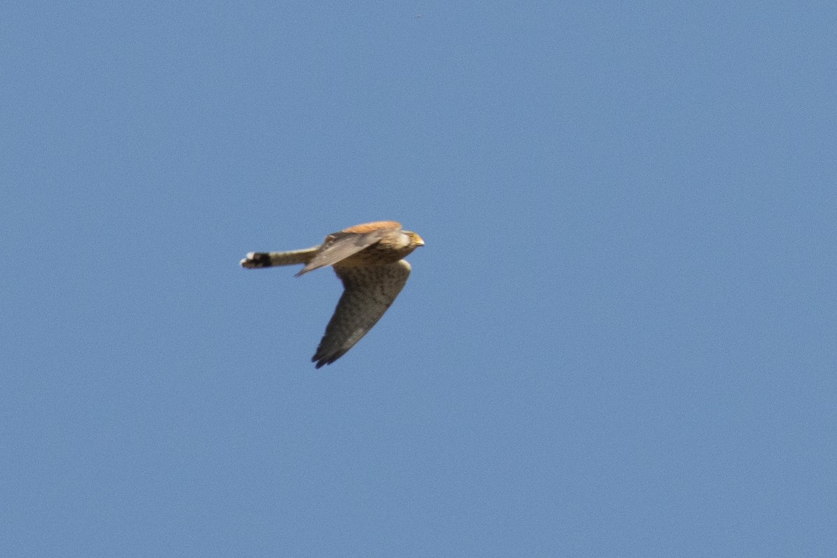 Eurasian Kestrel - ML562988941