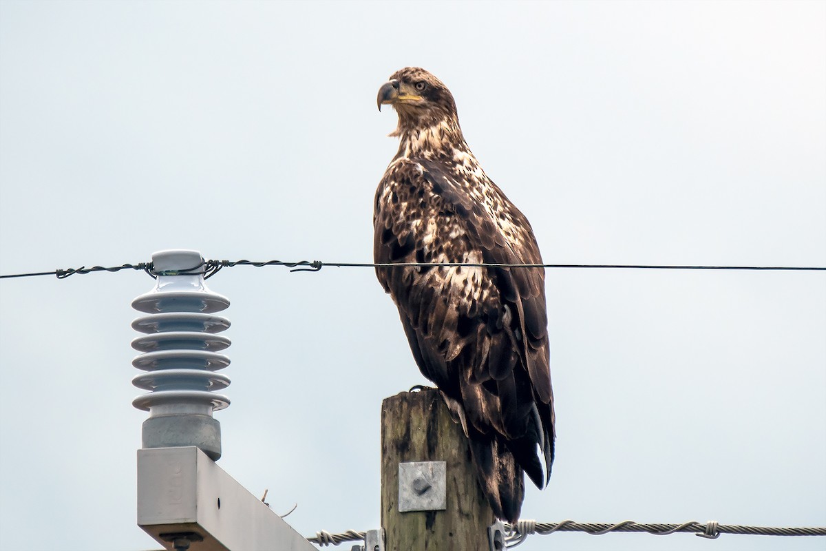 Bald Eagle - ML562989011