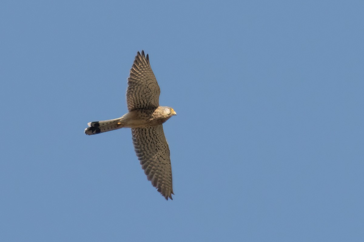 Eurasian Kestrel - Kalpesh Krishna