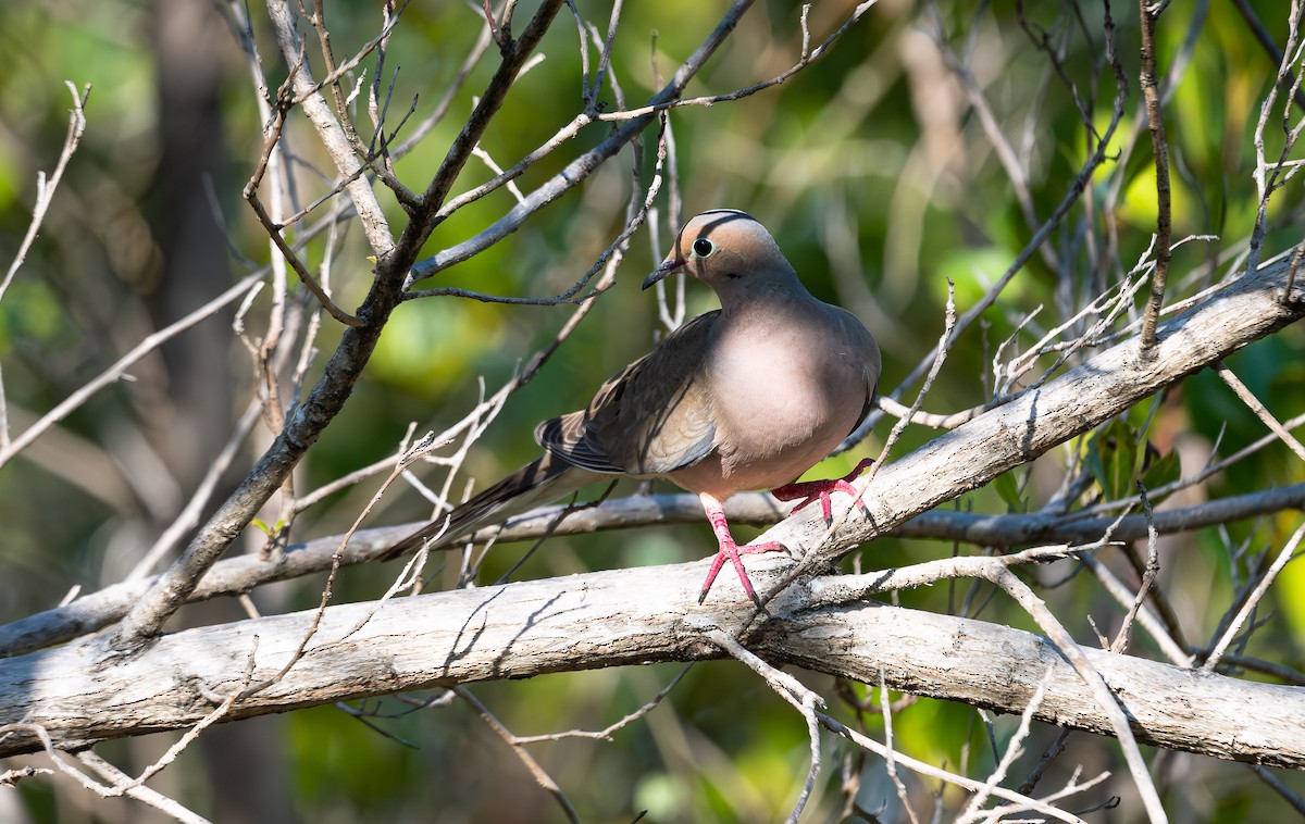 Mourning Dove - ML562989591