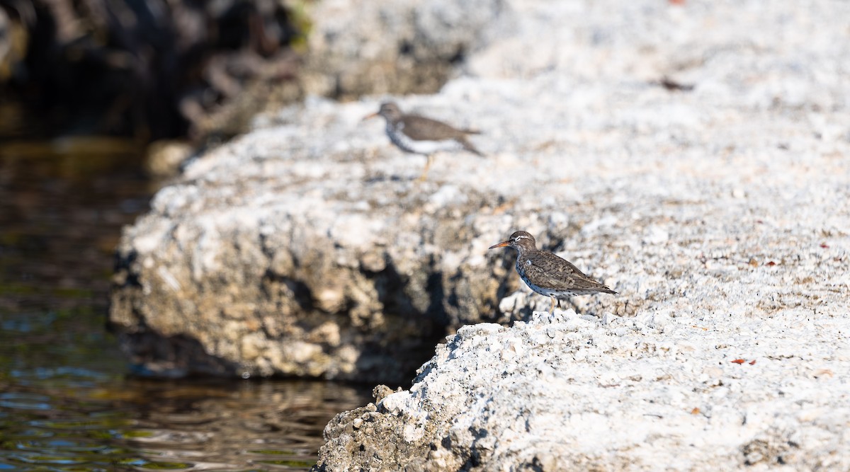 Spotted Sandpiper - ML562989611