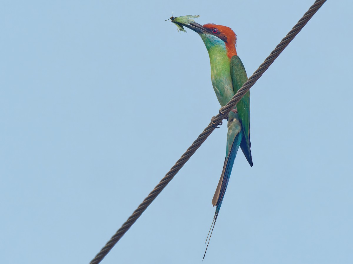 Rufous-crowned Bee-eater - Ravi Iyengar