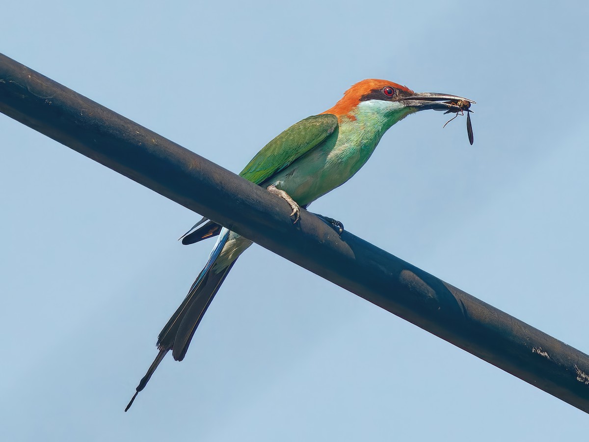Rufous-crowned Bee-eater - ML562989661