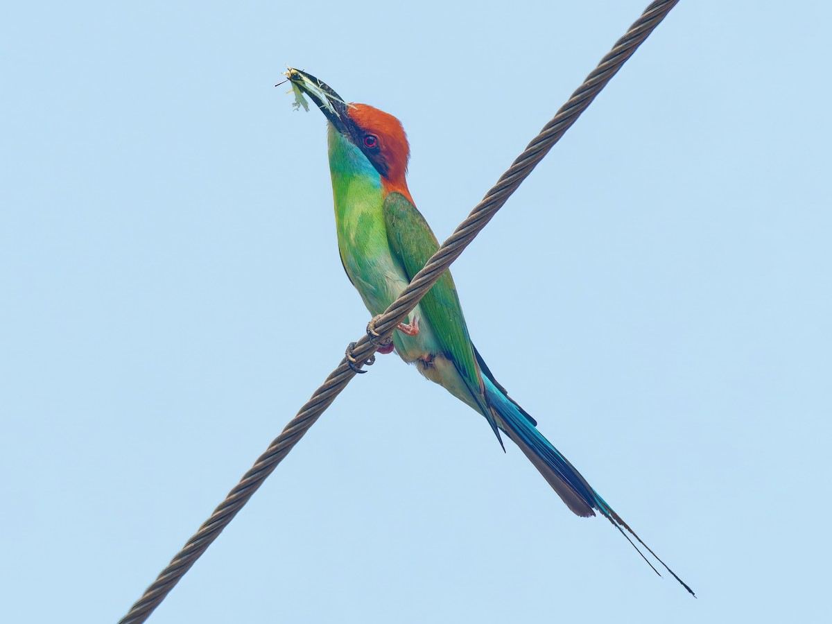 Rufous-crowned Bee-eater - Ravi Iyengar