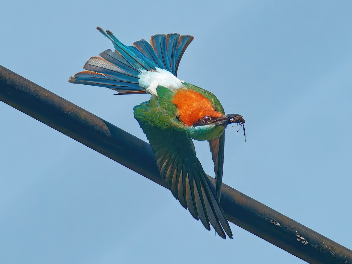 Rufous-crowned Bee-eater - Ravi Iyengar