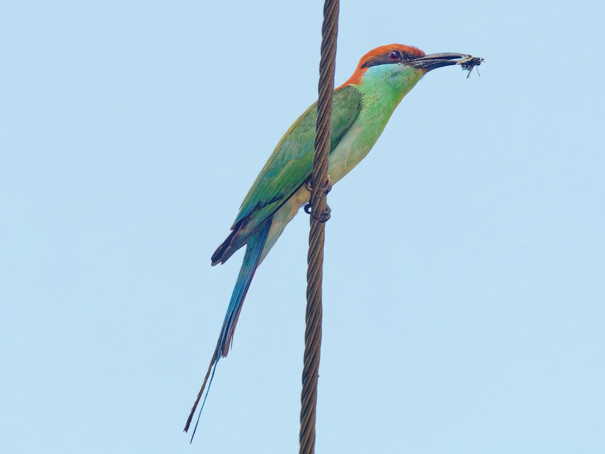 Rufous-crowned Bee-eater - Ravi Iyengar