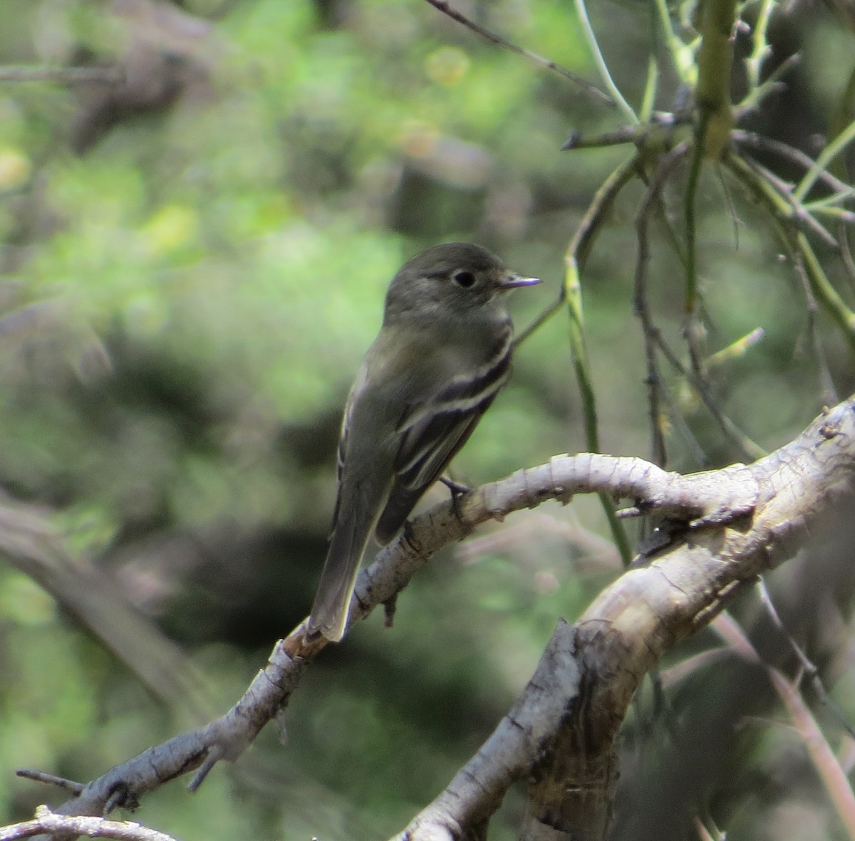 Hammond's Flycatcher - ML562989901