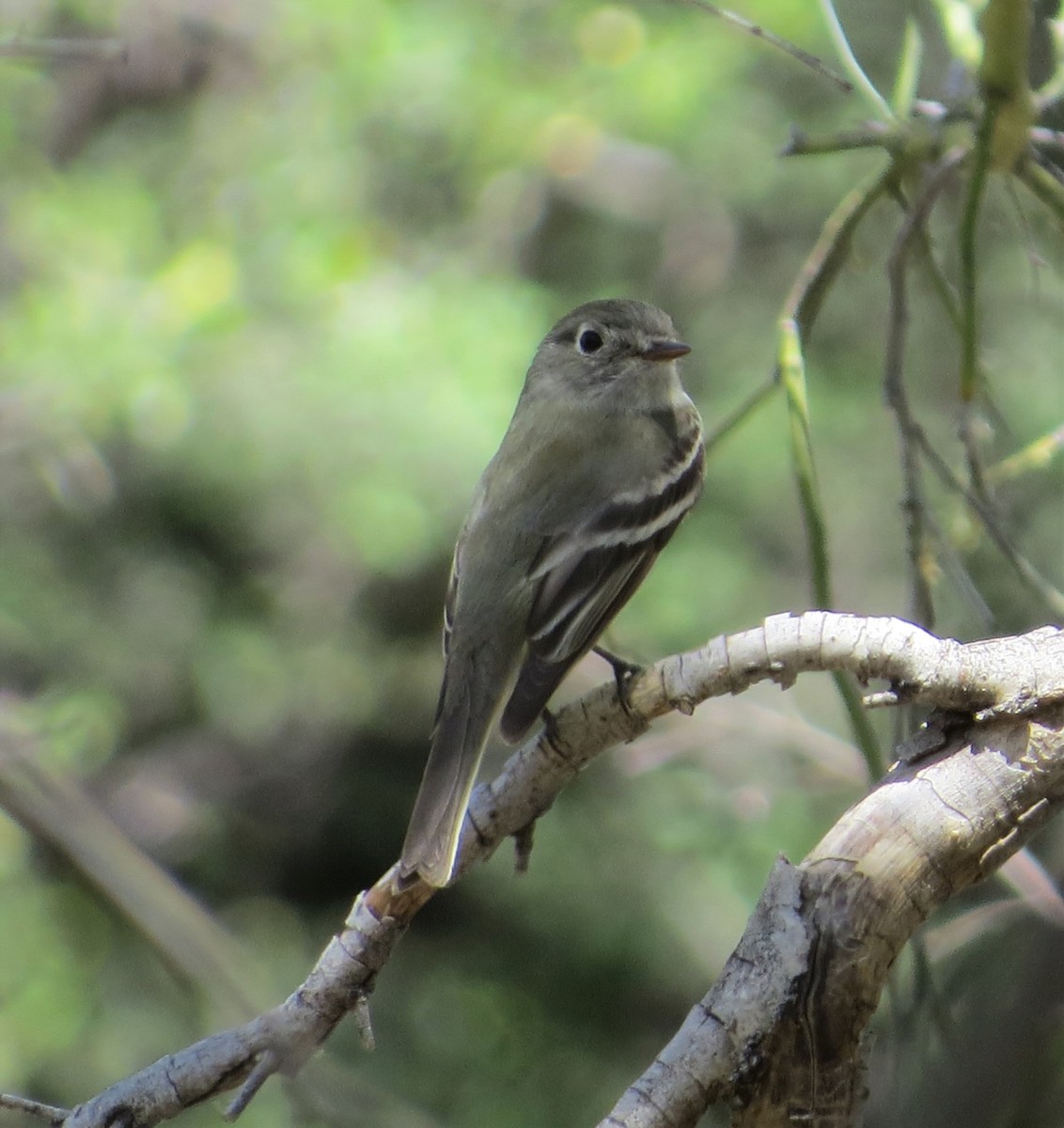 Hammond's Flycatcher - ML562989941