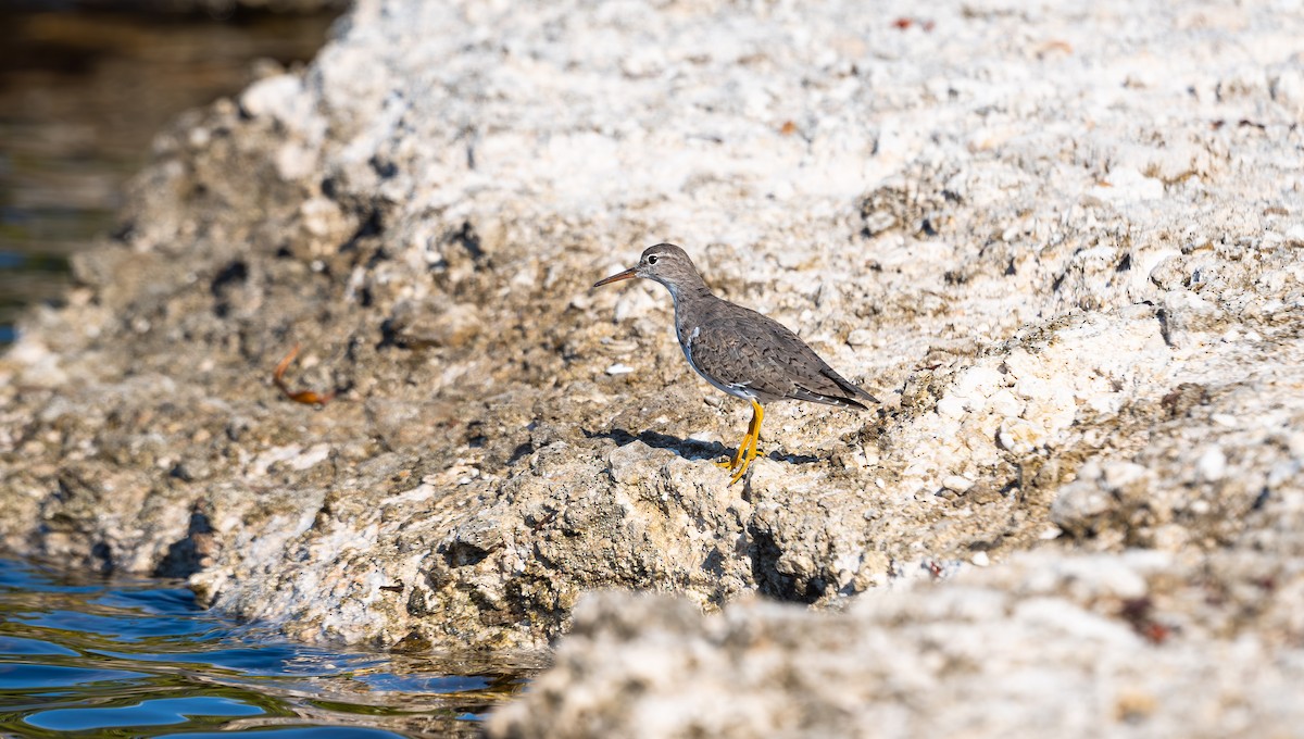 Spotted Sandpiper - ML562990141